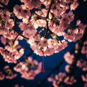 Cherry Blood
