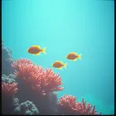 Deep Sea Love