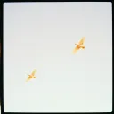 Let you fly