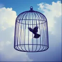 FREE