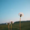 Pusteblume
