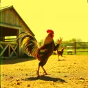 Kung Fu Cockerell's Feathery Fight