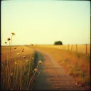 Country Road Memories