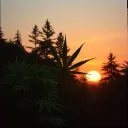 Deep in da Trees