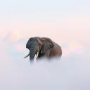 Elephant in the room