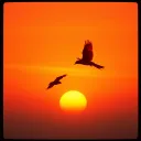 Furebird • Akadion