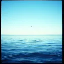 Swim