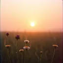Morning Dew