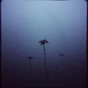 Shadow's Lament