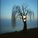 WEEPING WILLOW