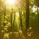 Whispers of the Wild