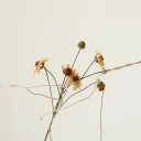 Strings of Love