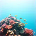 Floating and Diving