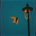 Dancing Silhouettes