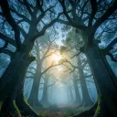 If The Trees Could Speak