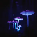 Enter the Dark World