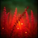 Hyssop