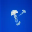 Into the blue