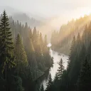 Rain On The Evergreens