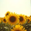 My Sunny Boy