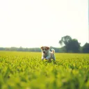 Pup