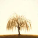 Weeping Willow