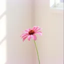 LATE BLOOM