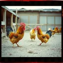 La Gallinita
