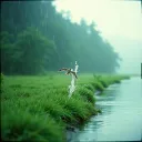 " Summer Rains "