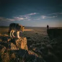 Fool on a Leash