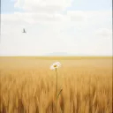 OVA
