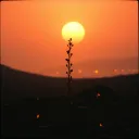 La Cosecha después del Fuego