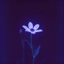 Sarah Beno (Brandon's Song)