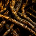 The Garden Rooted