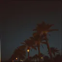 PALMWINE NIGHTS