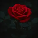 Ravishing Beauty