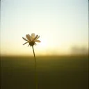 Early morning