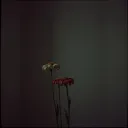 Broken Flowers