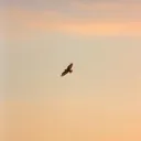 Fly