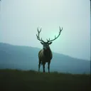 Heart of the Highlands