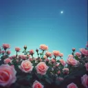 Don't want to be
