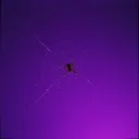 Snake or Spider (Rap Mix)