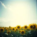 Sunflowers of the Heart ( Jasmine’s Song )