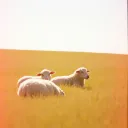 Glory to the lamb