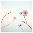 Falling Petals