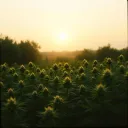 Morning Bloom