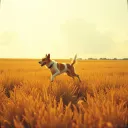 Mon chien mon ami