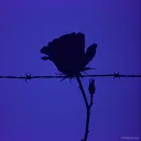 SEI LA LUCE CHE RISALTA IL MIO DOLORE 