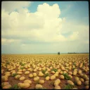 Agriculture morale v5
