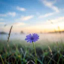 Purple Flowers
